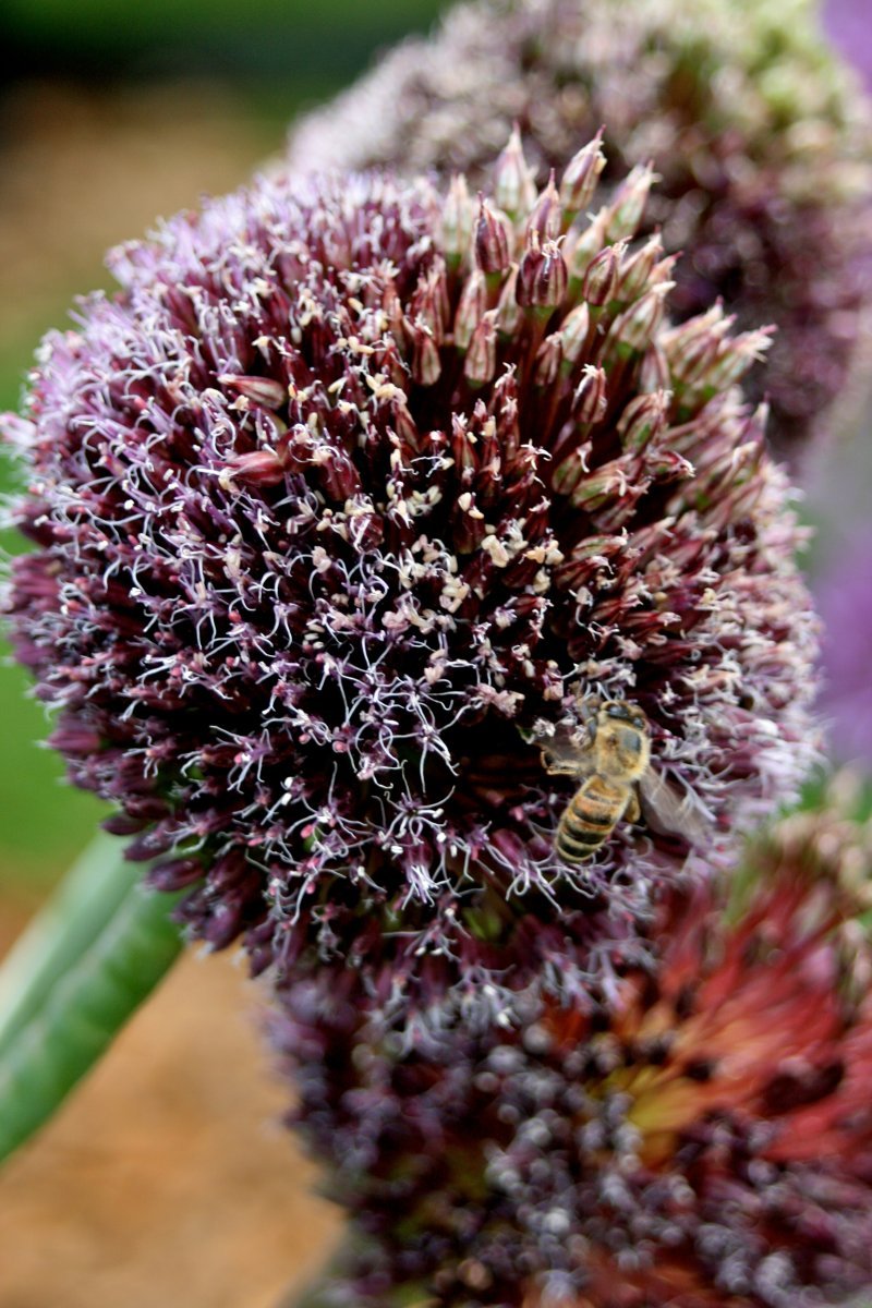 Лук декоративный Форлок - фото 3