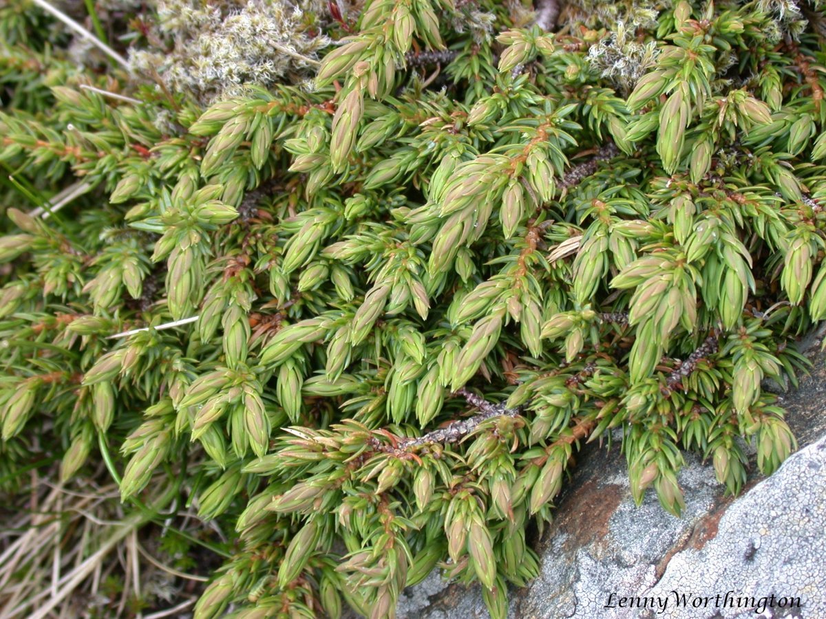 Можжевельник обыкновенный Компресса