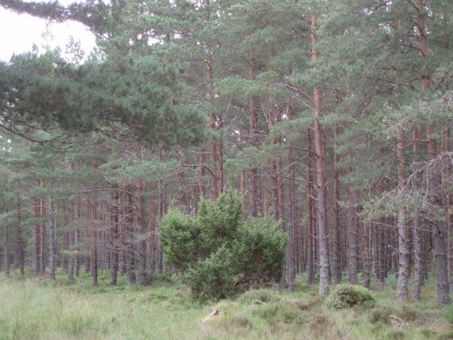 Можжевельник обыкновенный Компресса - фото 7