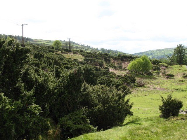 Можжевельник обыкновенный Компресса - фото 6