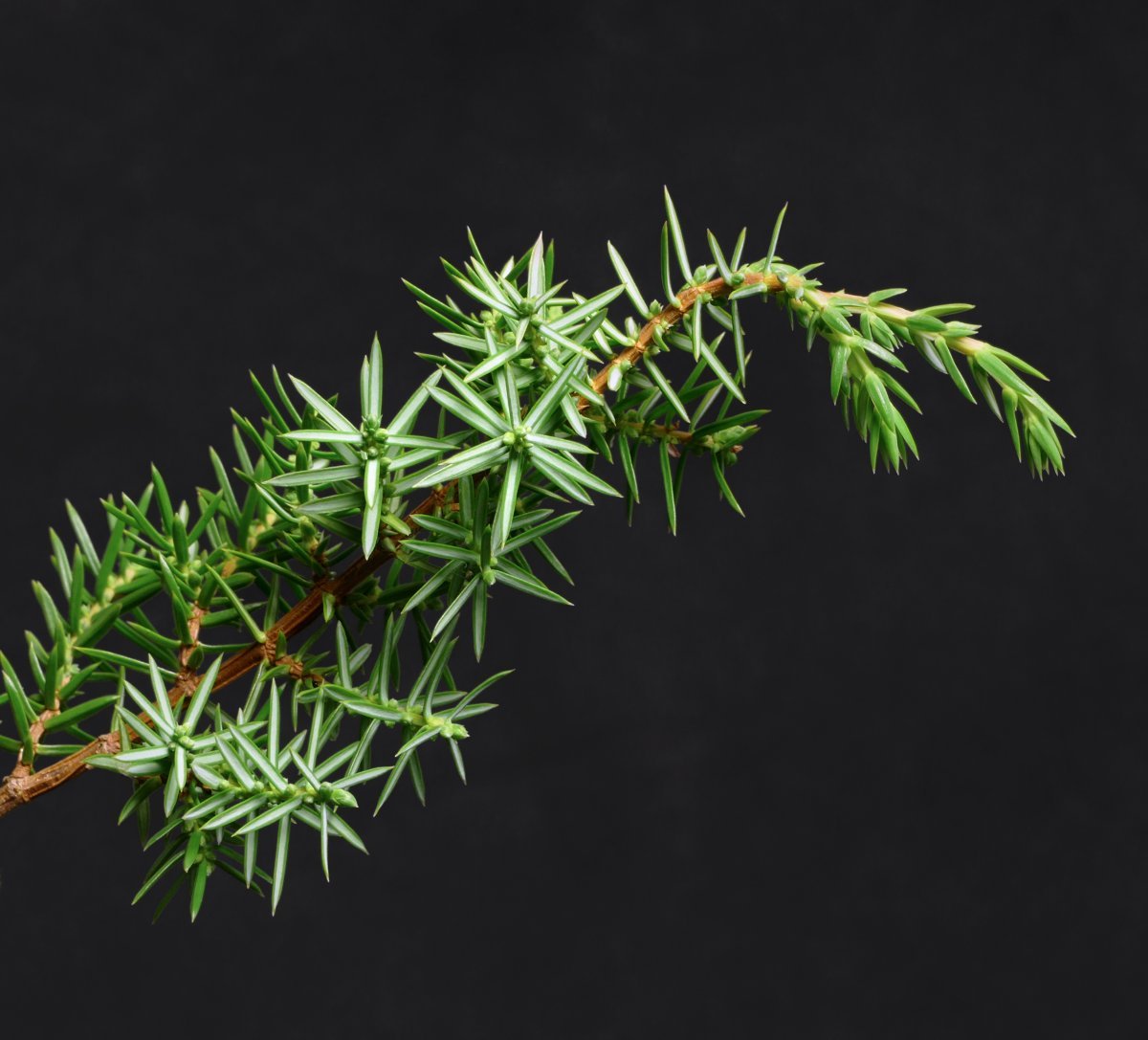 Можжевельник обыкновенный Компресса - фото 8