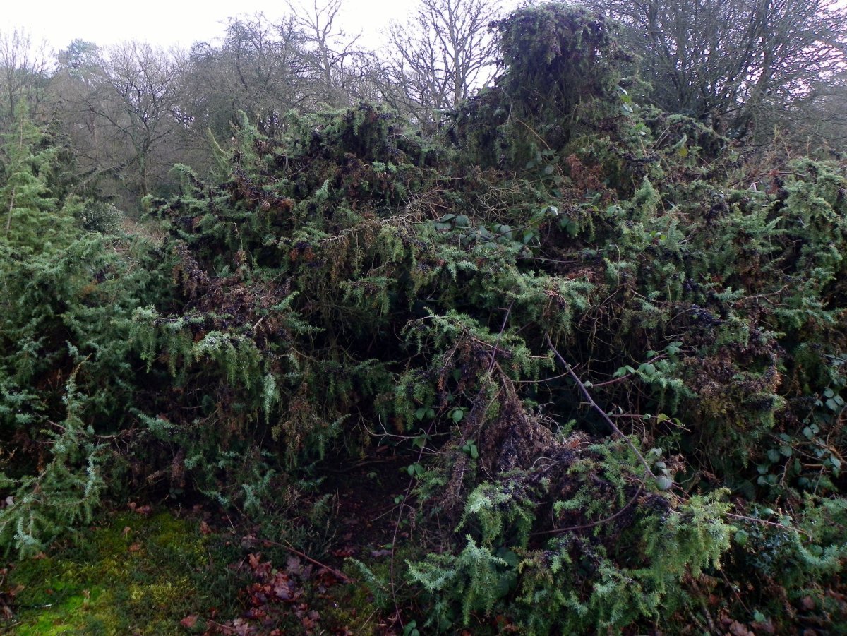 Можжевельник обыкновенный Компресса - фото 3