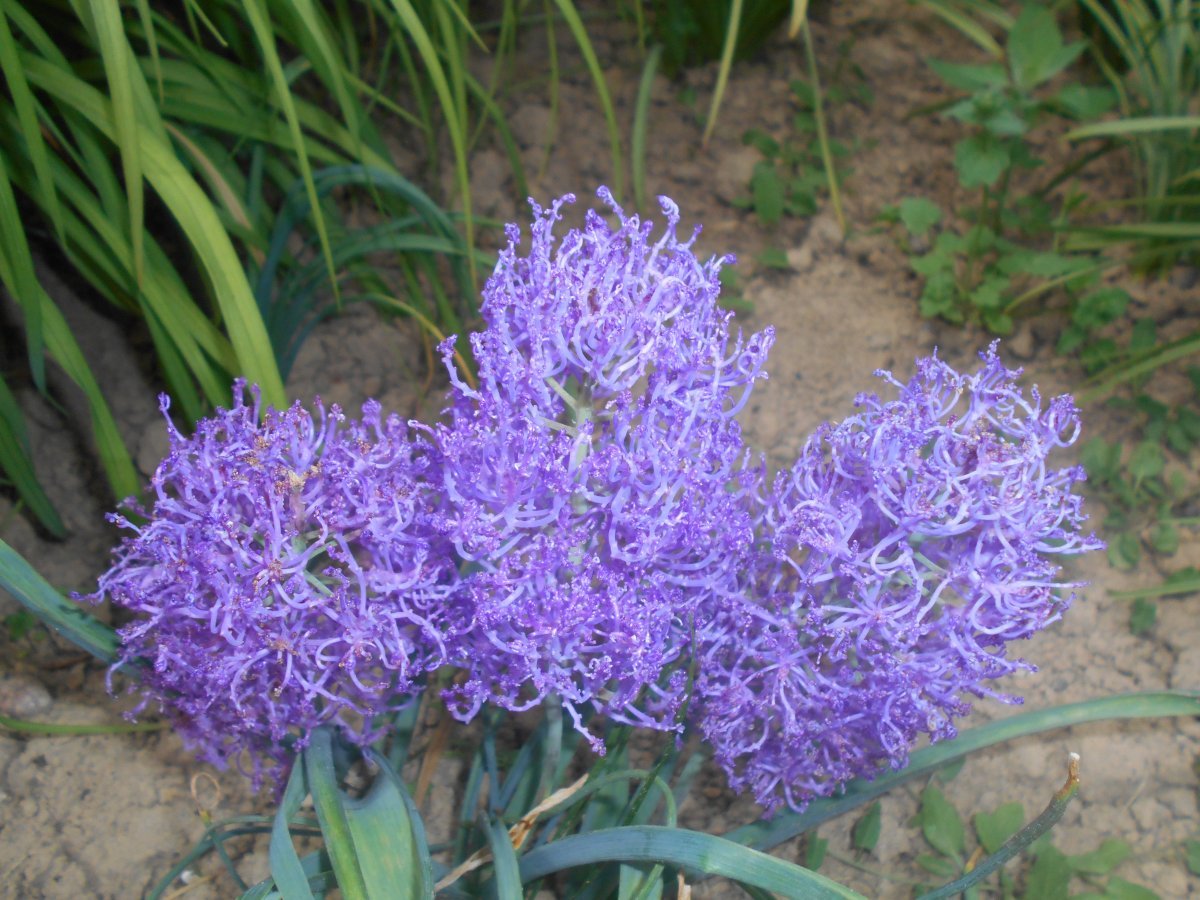 Мускари Плюмозум