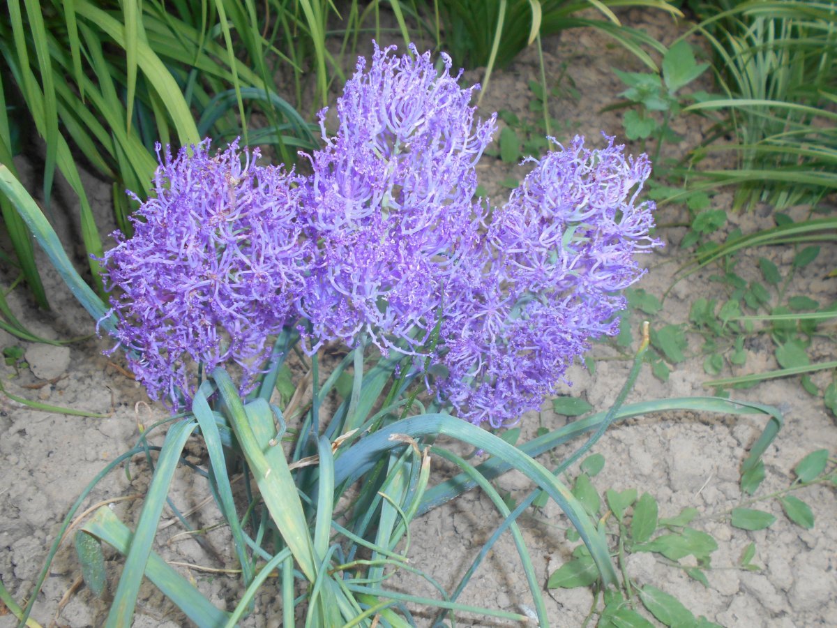 Мускари Плюмозум - фото 3