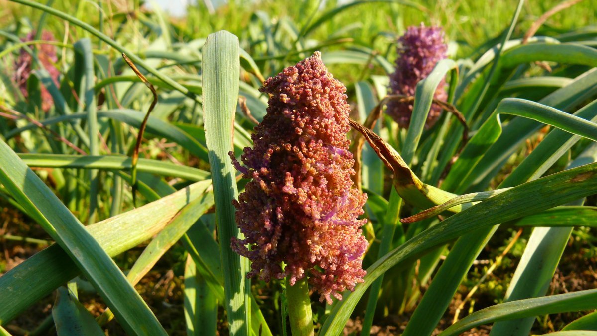 Мускари Плюмозум - фото 7