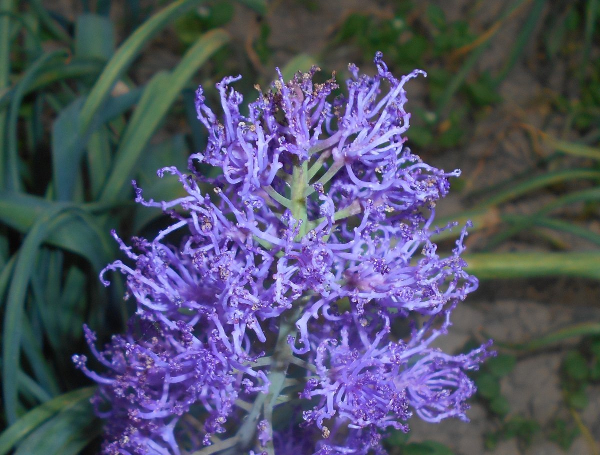 Мускари Плюмозум - фото 6