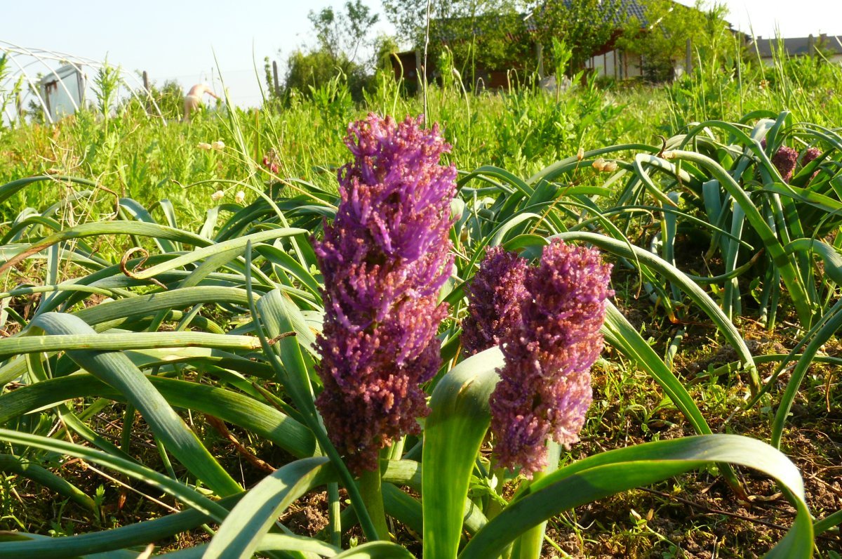 Мускари Плюмозум - фото 8