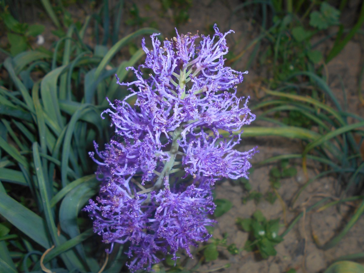 Мускари Плюмозум - фото 5