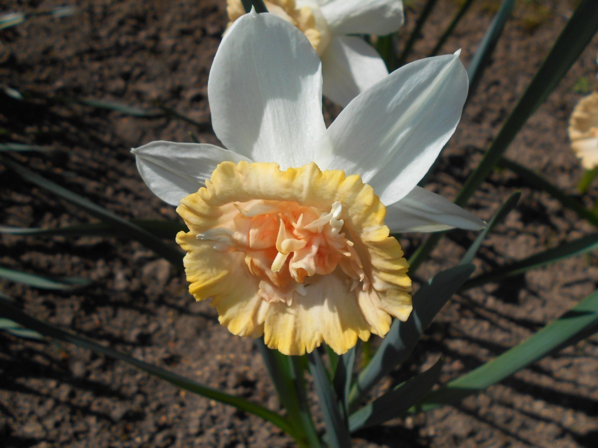 Нарцисс Петит Фоу махровый - фото 3