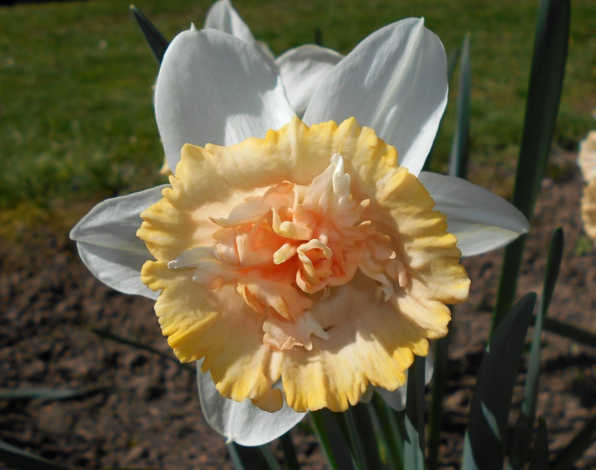 Нарцисс Петит Фоу махровый - фото 4