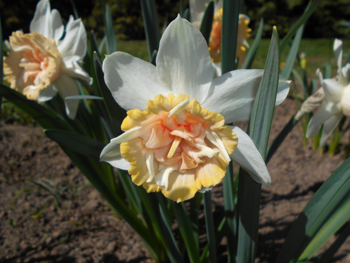 Нарцисс Петит Фоу махровый - фото 2