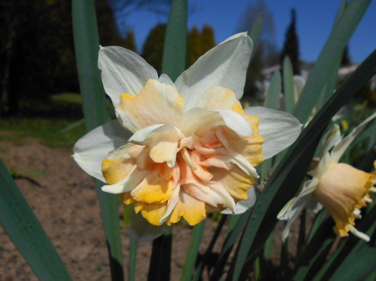 Нарцисс Петит Фоу махровый