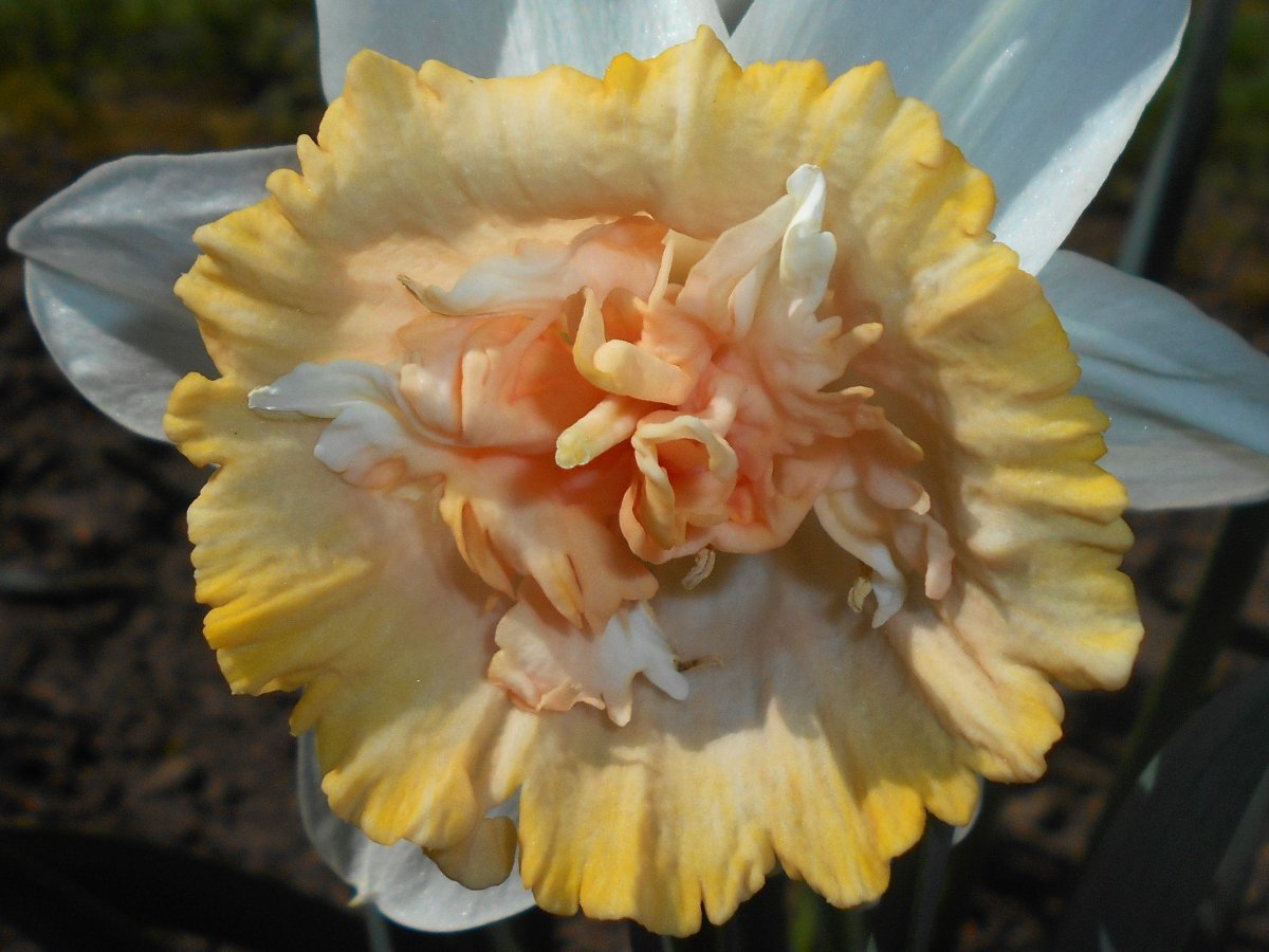 Нарцисс Петит Фоу махровый - фото 5