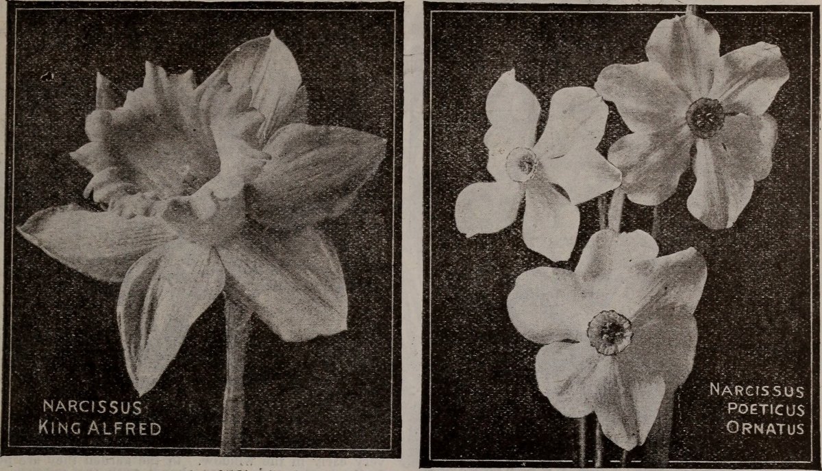 Нарциссы махровые микс