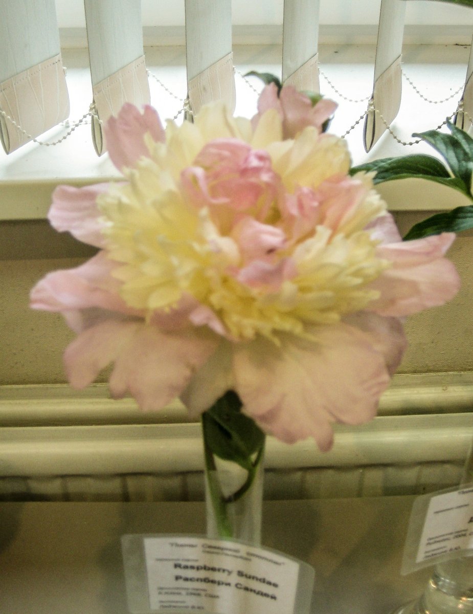 Пион Расбери Сандей