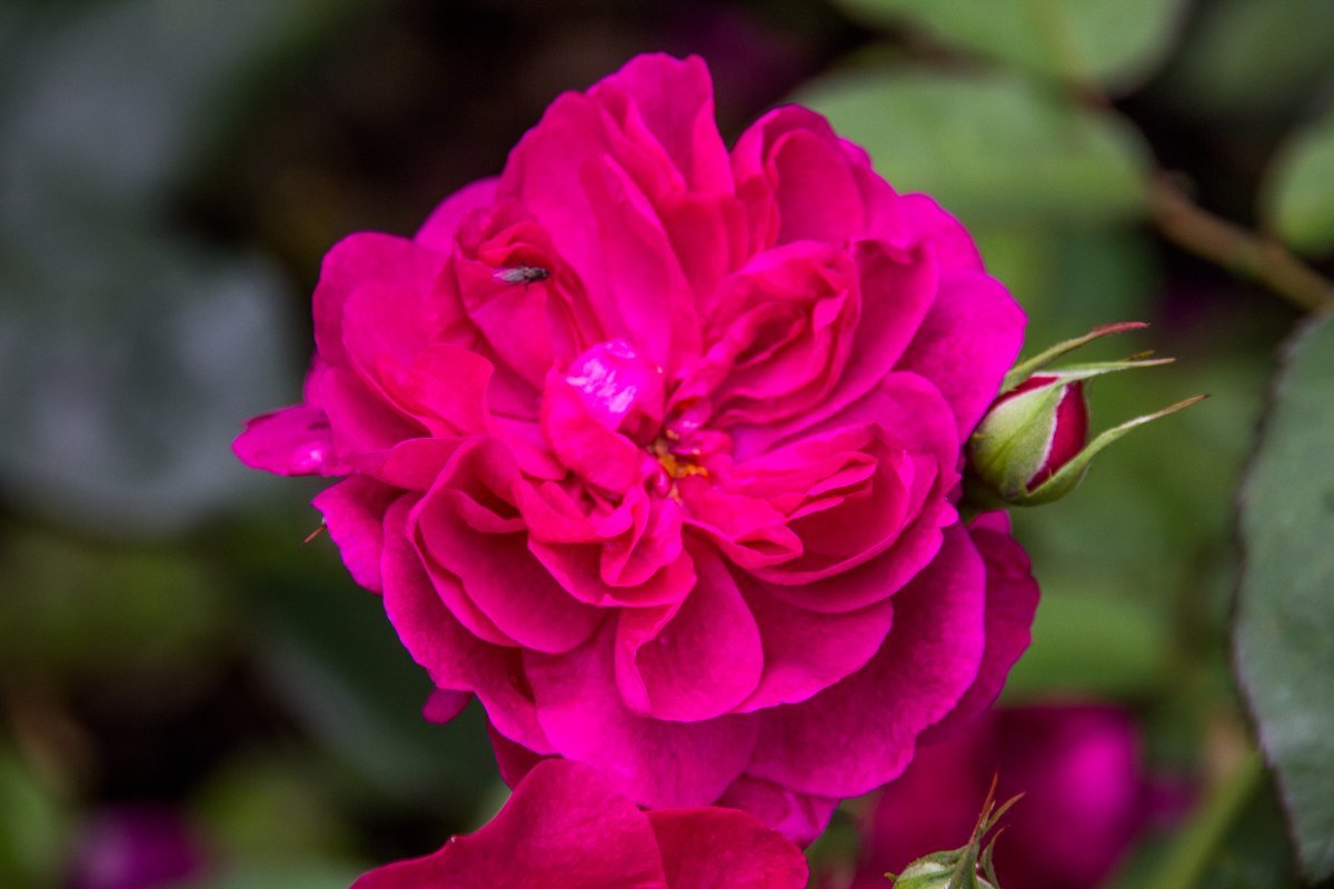 Роза Дарси Басселл - фото 4