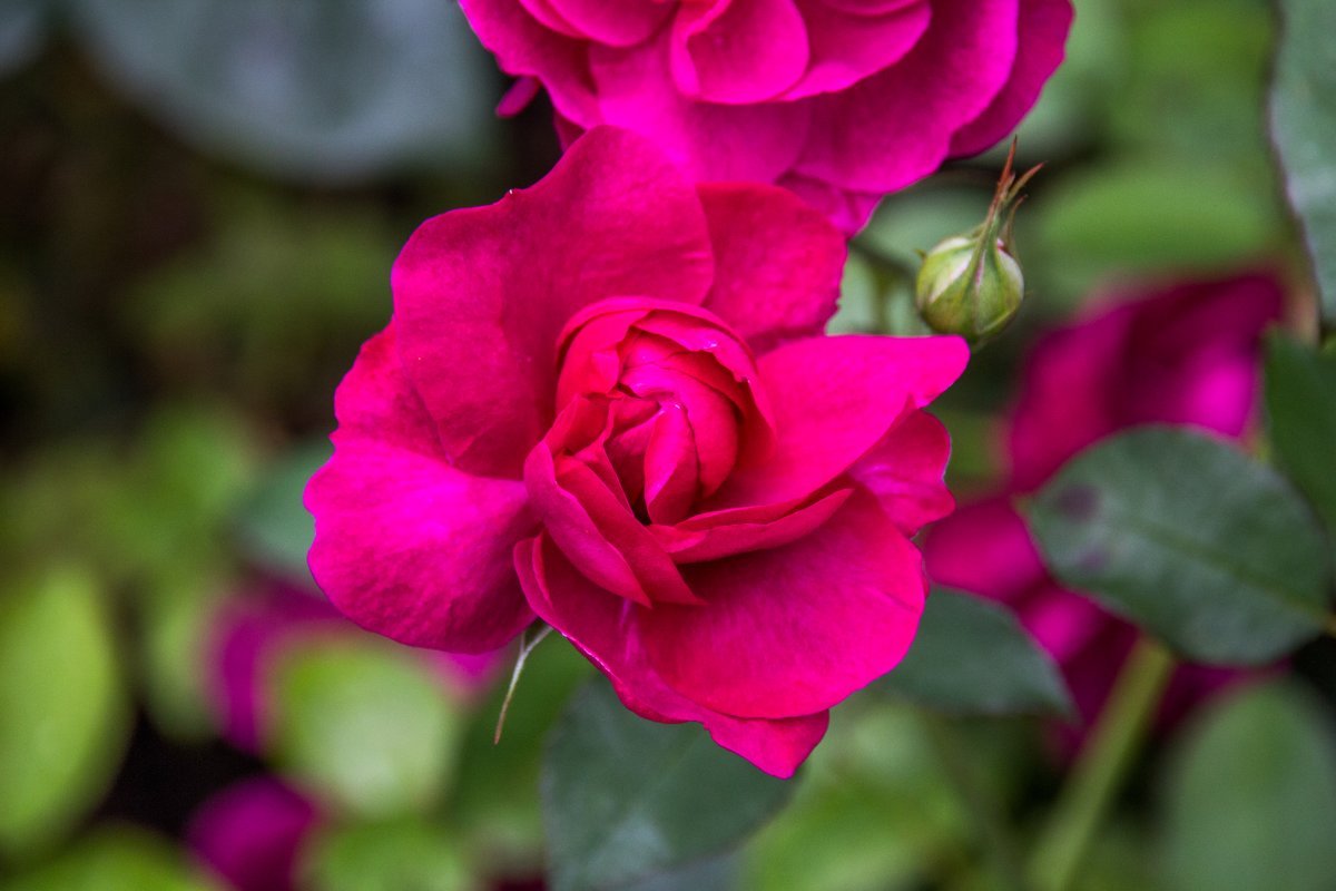 Роза Дарси Басселл - фото 3