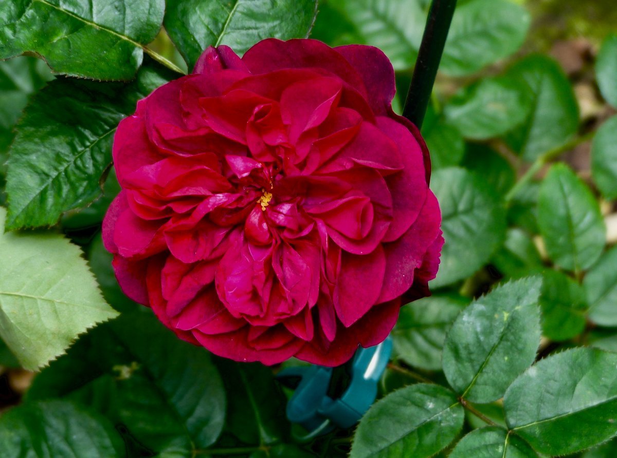 Роза Дарси Басселл - фото 7