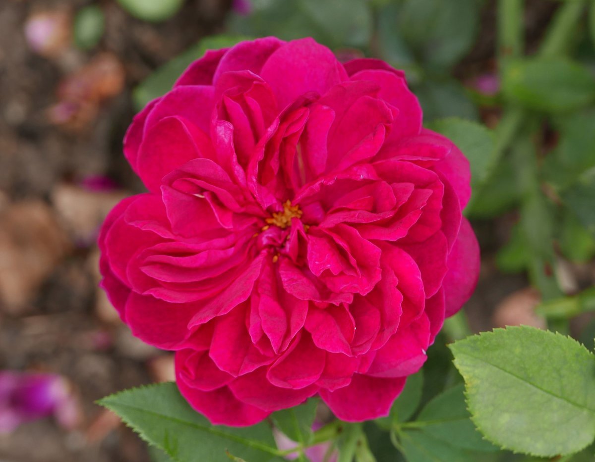 Роза Дарси Басселл - фото 10