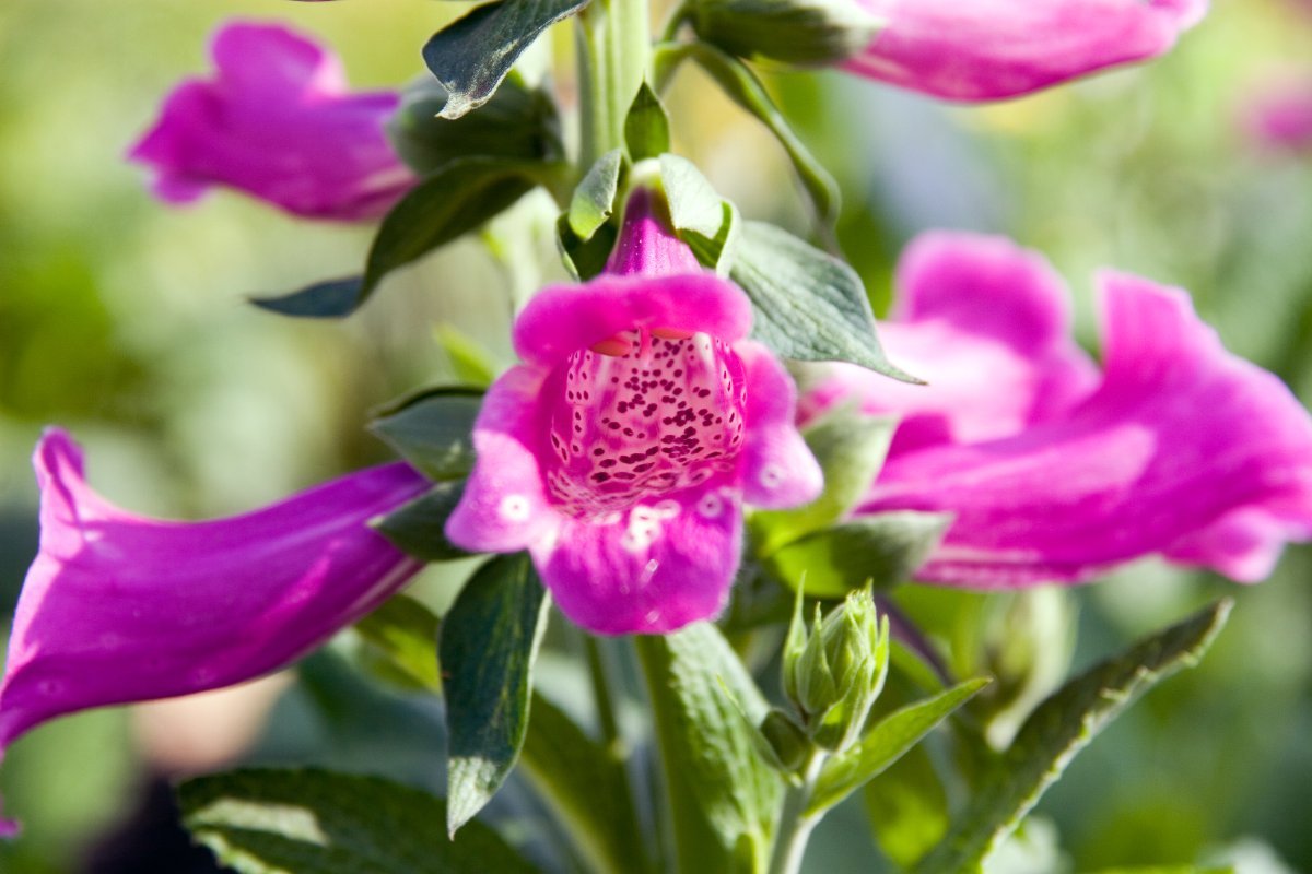 Роза Камелот плетистая - фото 5