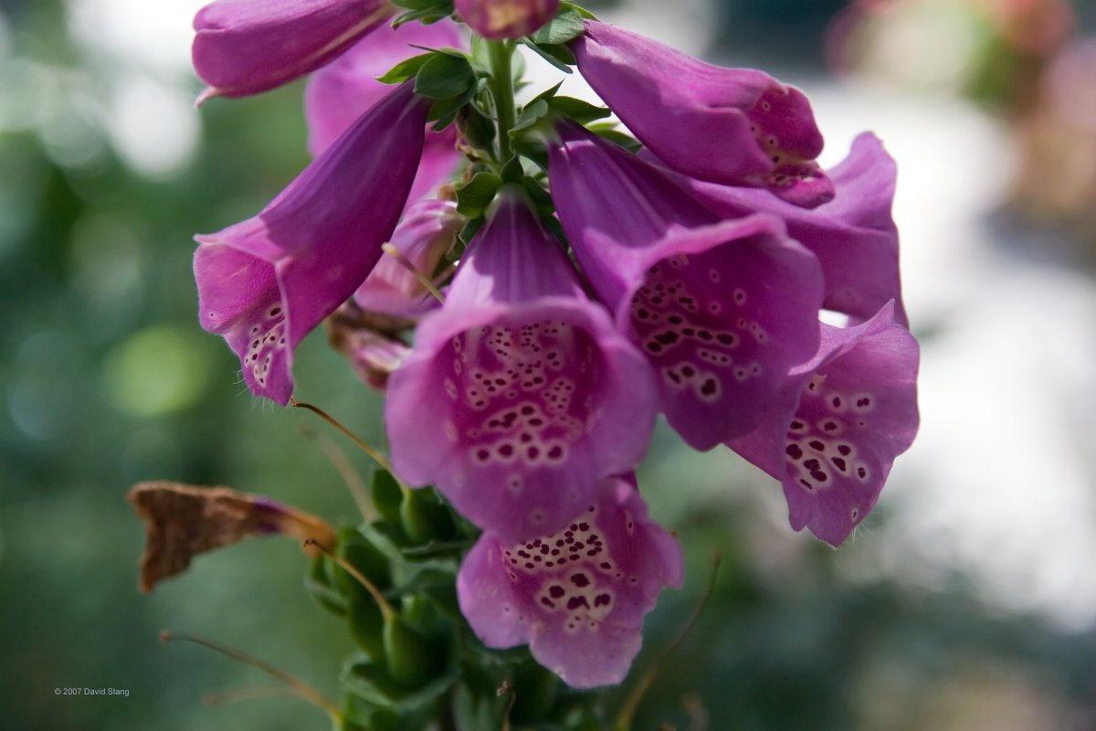 Роза Камелот плетистая - фото 2