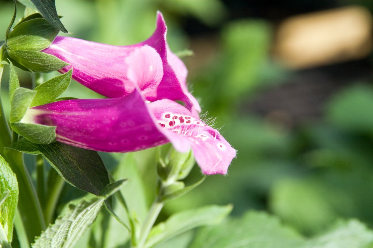 Роза Камелот плетистая - фото 6