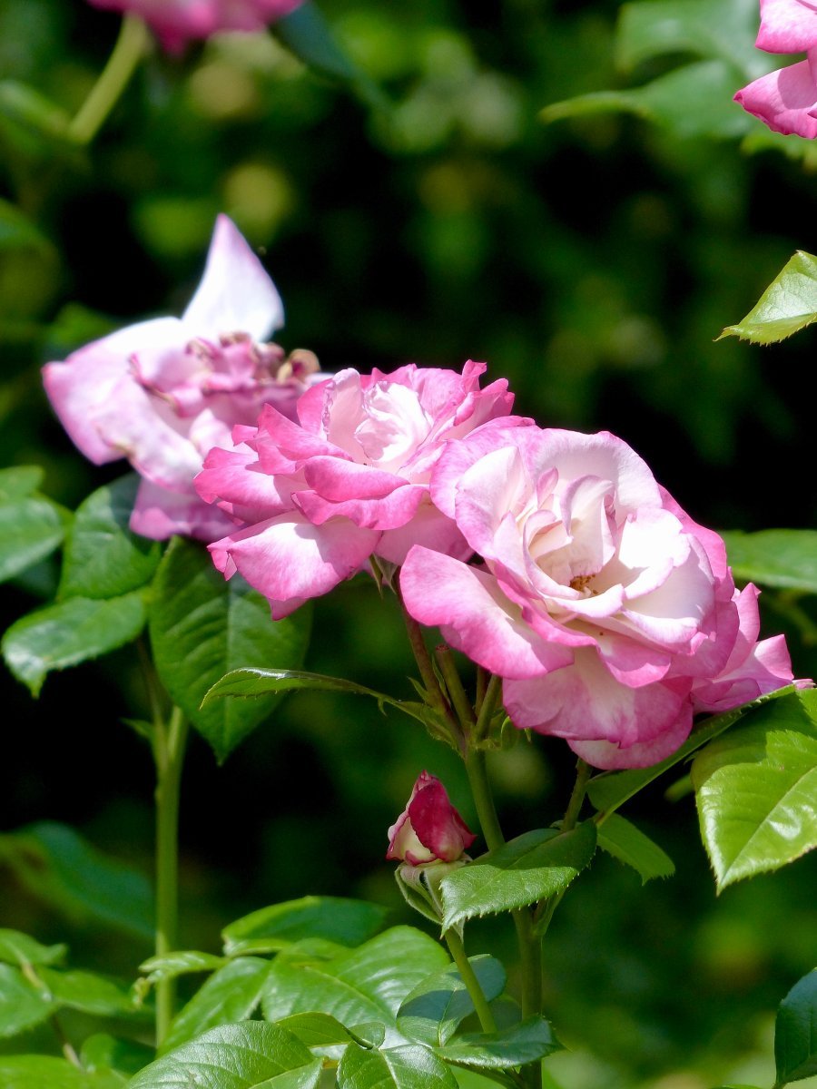 Роза Хендель плетистая, Imperial Rose - фото 5