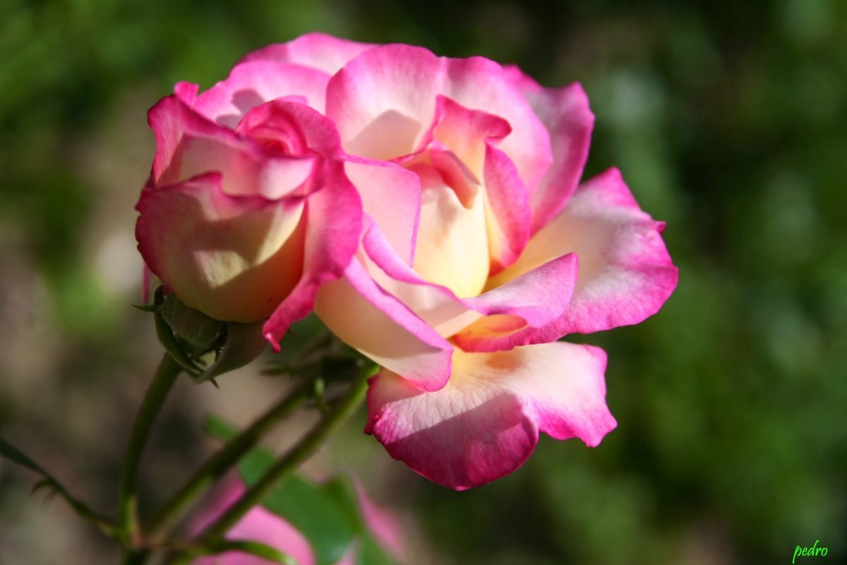 Роза Хендель плетистая, Imperial Rose - фото 8