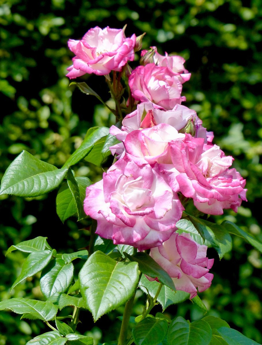 Роза Хендель плетистая, Imperial Rose - фото 3