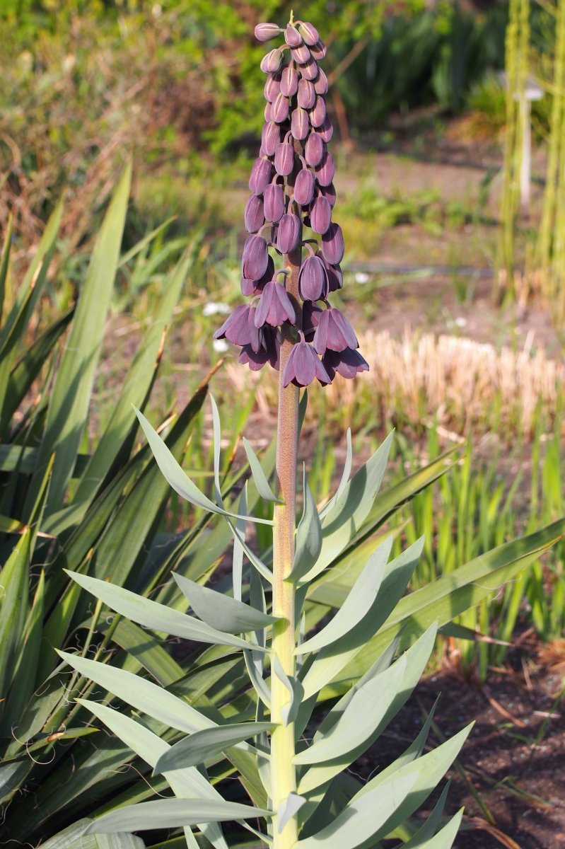 Рябчик персидский - фото 8
