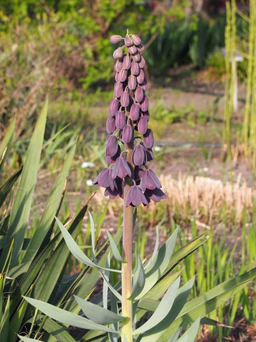 Рябчик персидский - фото 7