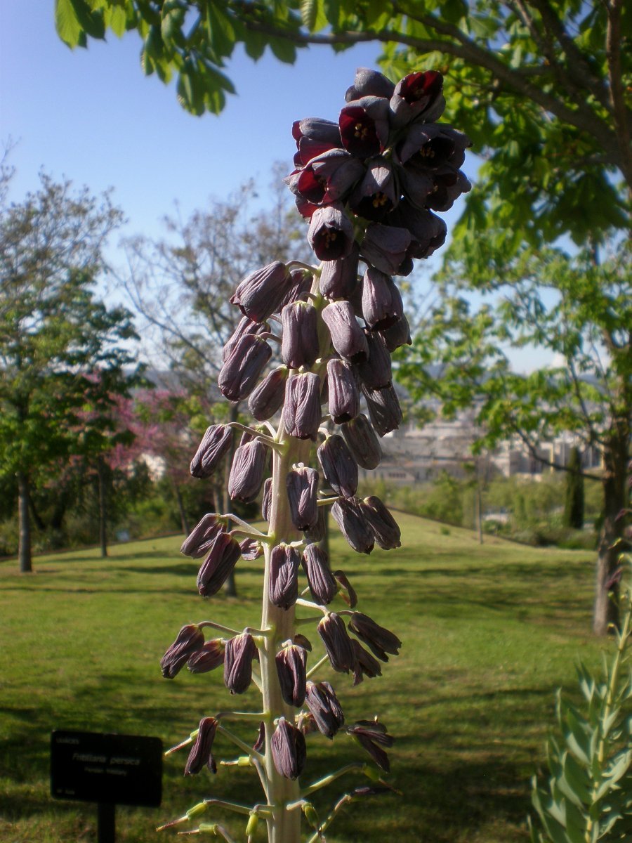 Рябчик персидский - фото 5