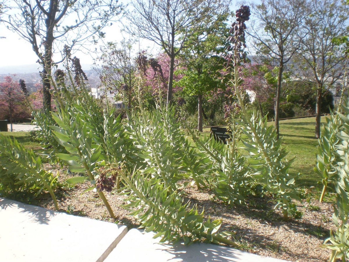 Рябчик персидский - фото 4