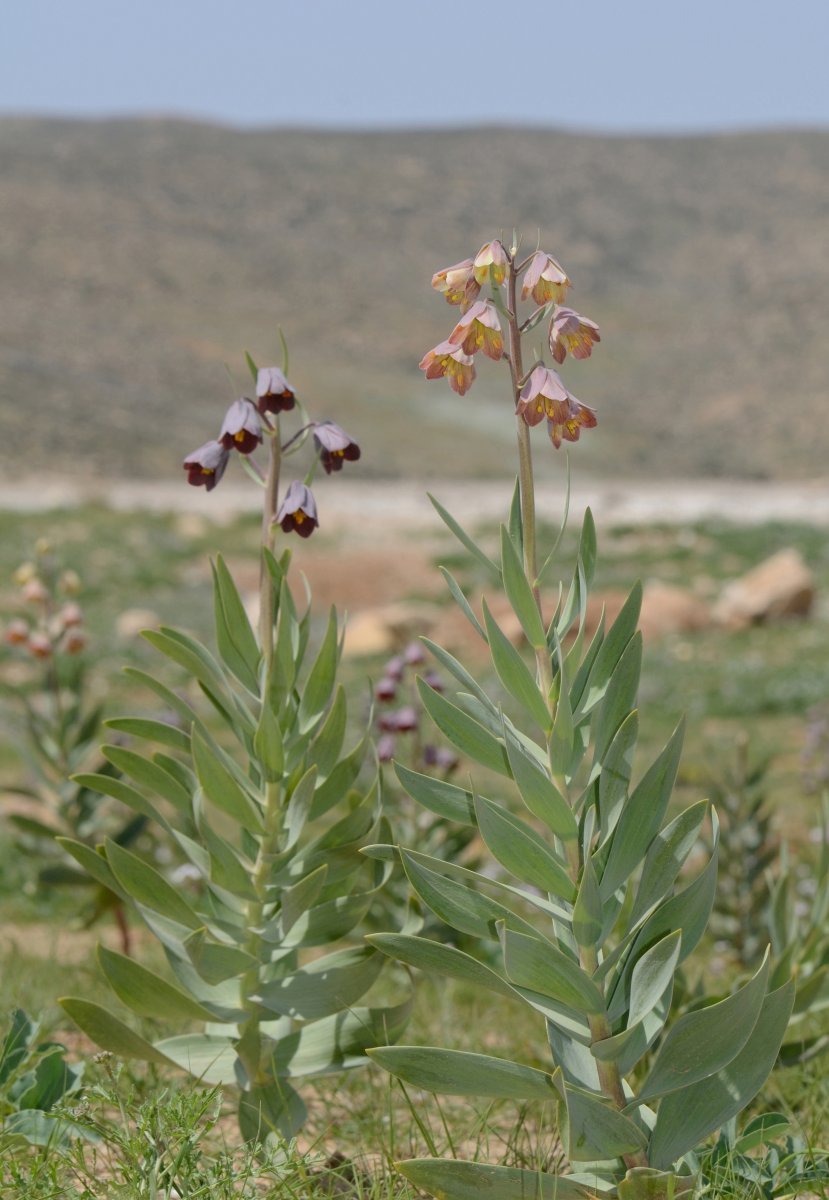 Рябчик персидский - фото 6