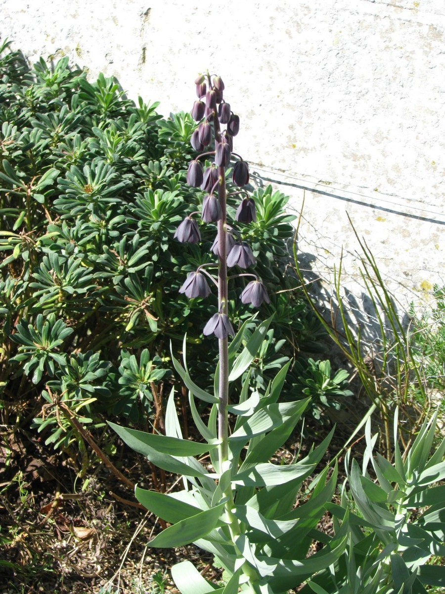 Рябчик персидский