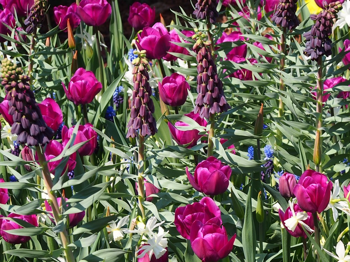 Рябчик персидский - фото 10