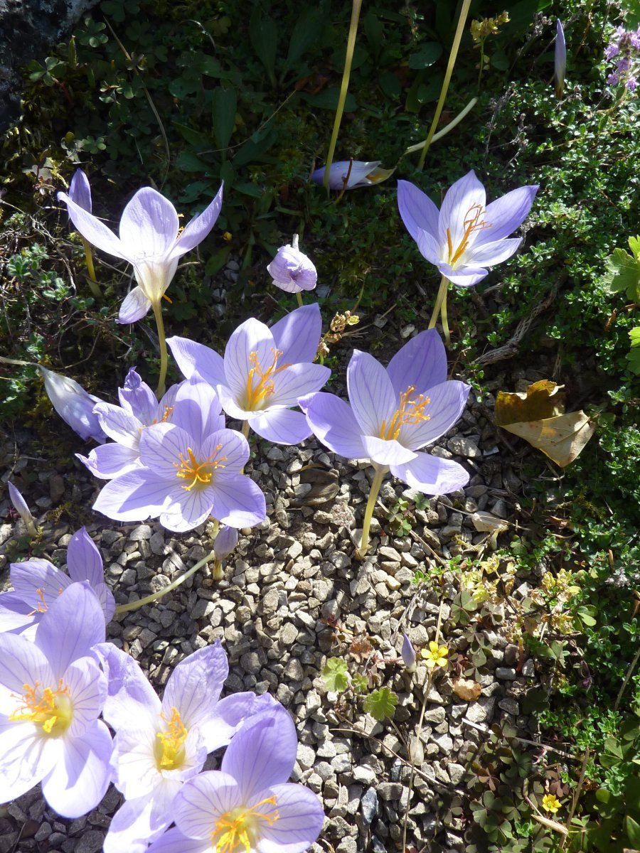 Рябчик Ува Вульпис - фото 2