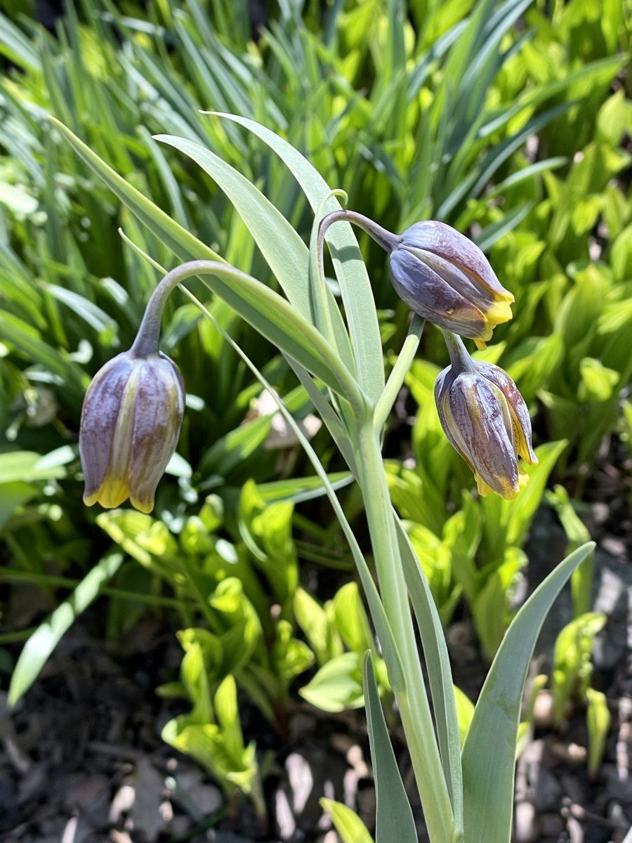 Рябчик Ува Вульпис - фото 5