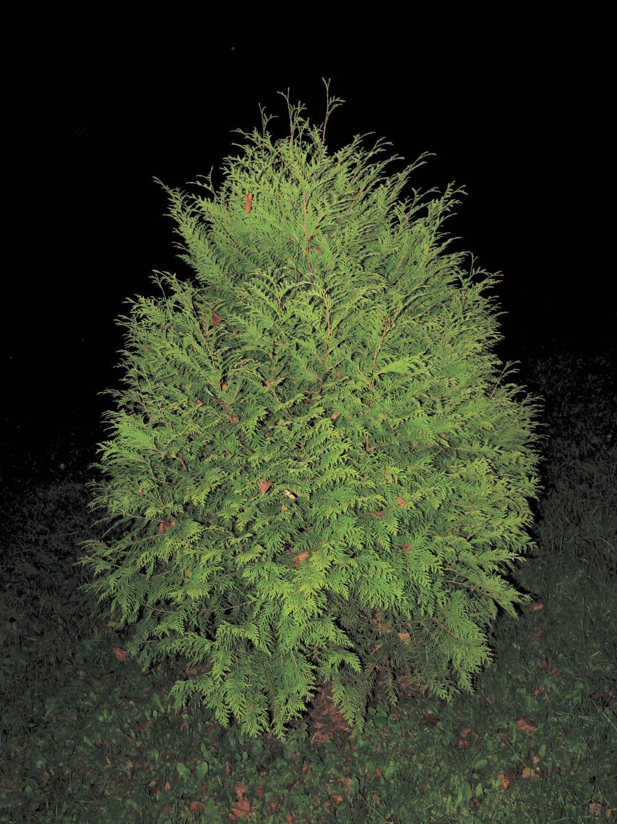 Туя восточная Ауреа Нана