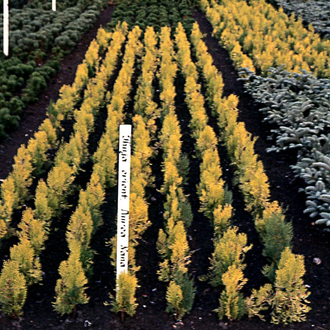 Туя восточная Ауреа Нана - фото 2