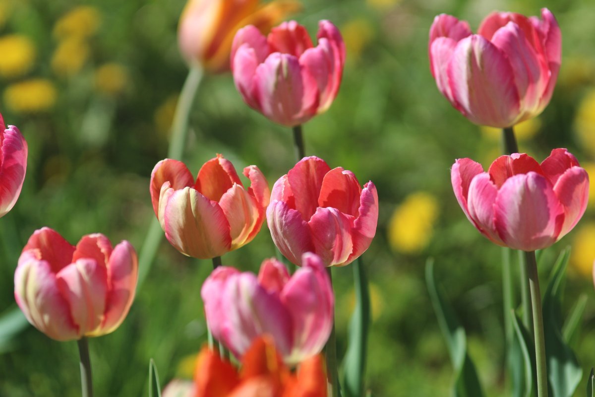 Тюльпан Априкот Пэррот попугайный - фото 4