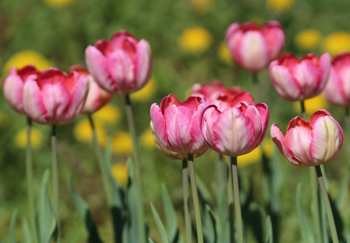 Тюльпан Априкот Пэррот попугайный - фото 7