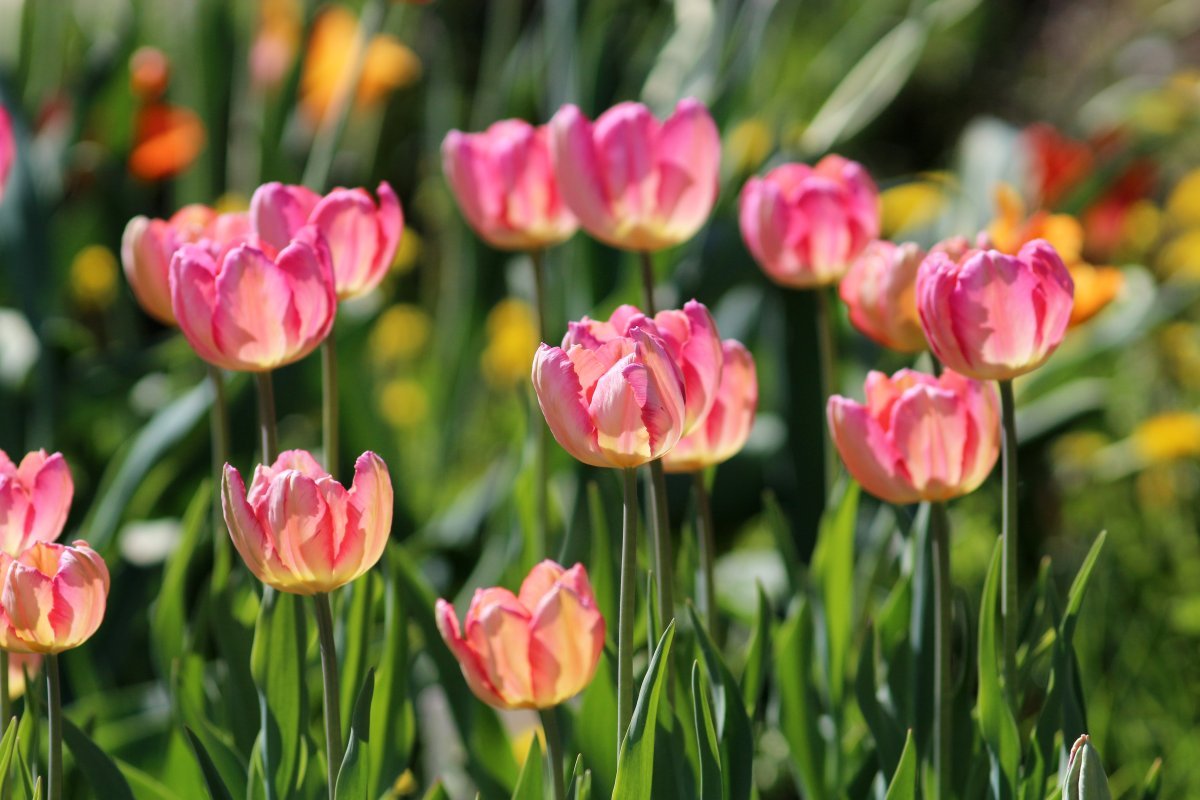 Тюльпан Априкот Пэррот попугайный - фото 5