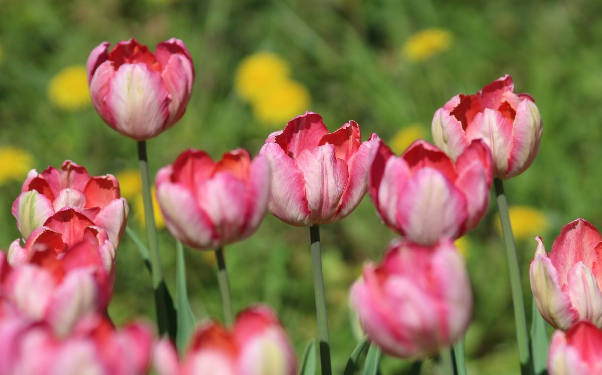 Тюльпан Априкот Пэррот попугайный - фото 8