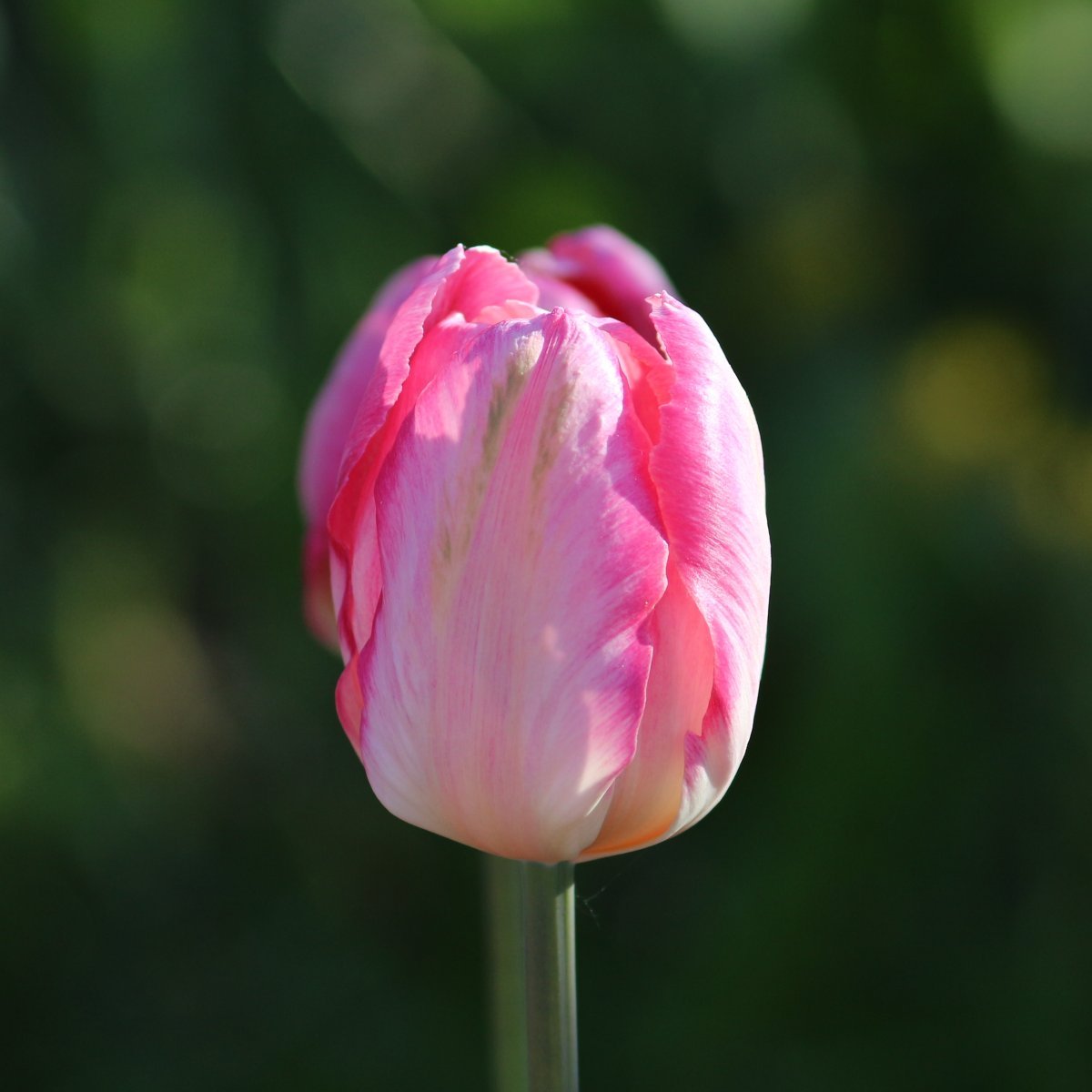 Тюльпан Априкот Пэррот попугайный - фото 10