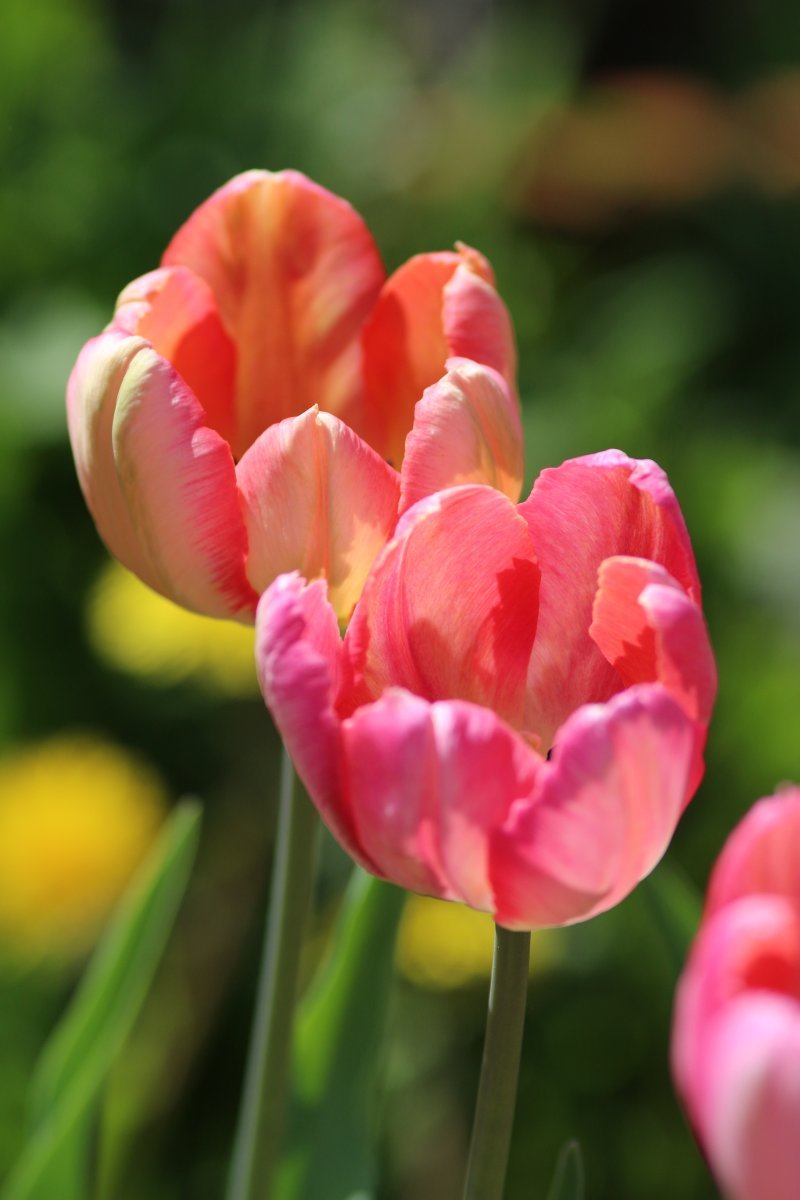 Тюльпан Априкот Пэррот попугайный