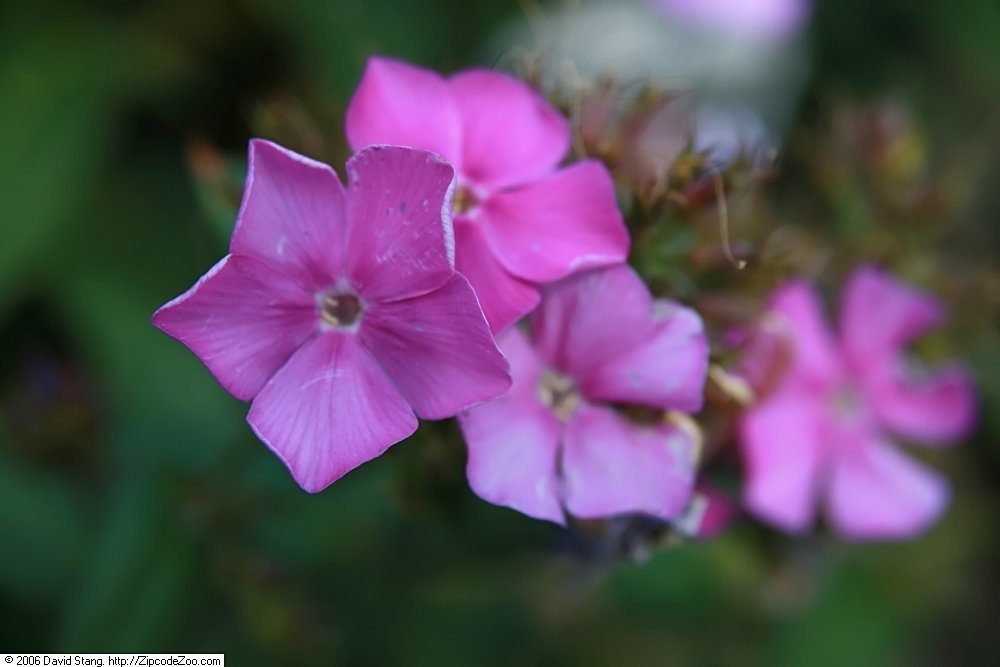 Флокс Блу Парадайс метельчатый - фото 7