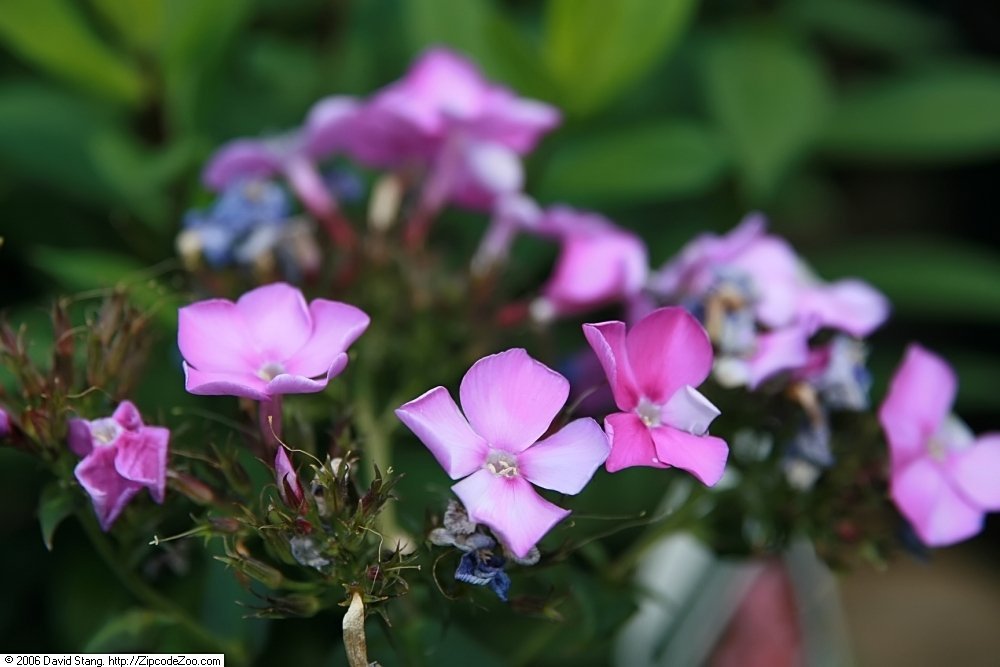 Флокс Блу Парадайс метельчатый - фото 6
