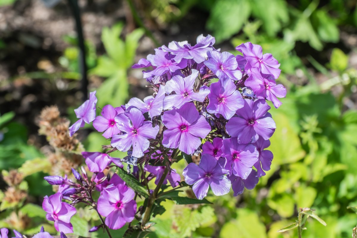 Флокс Блу Парадайс метельчатый - фото 3