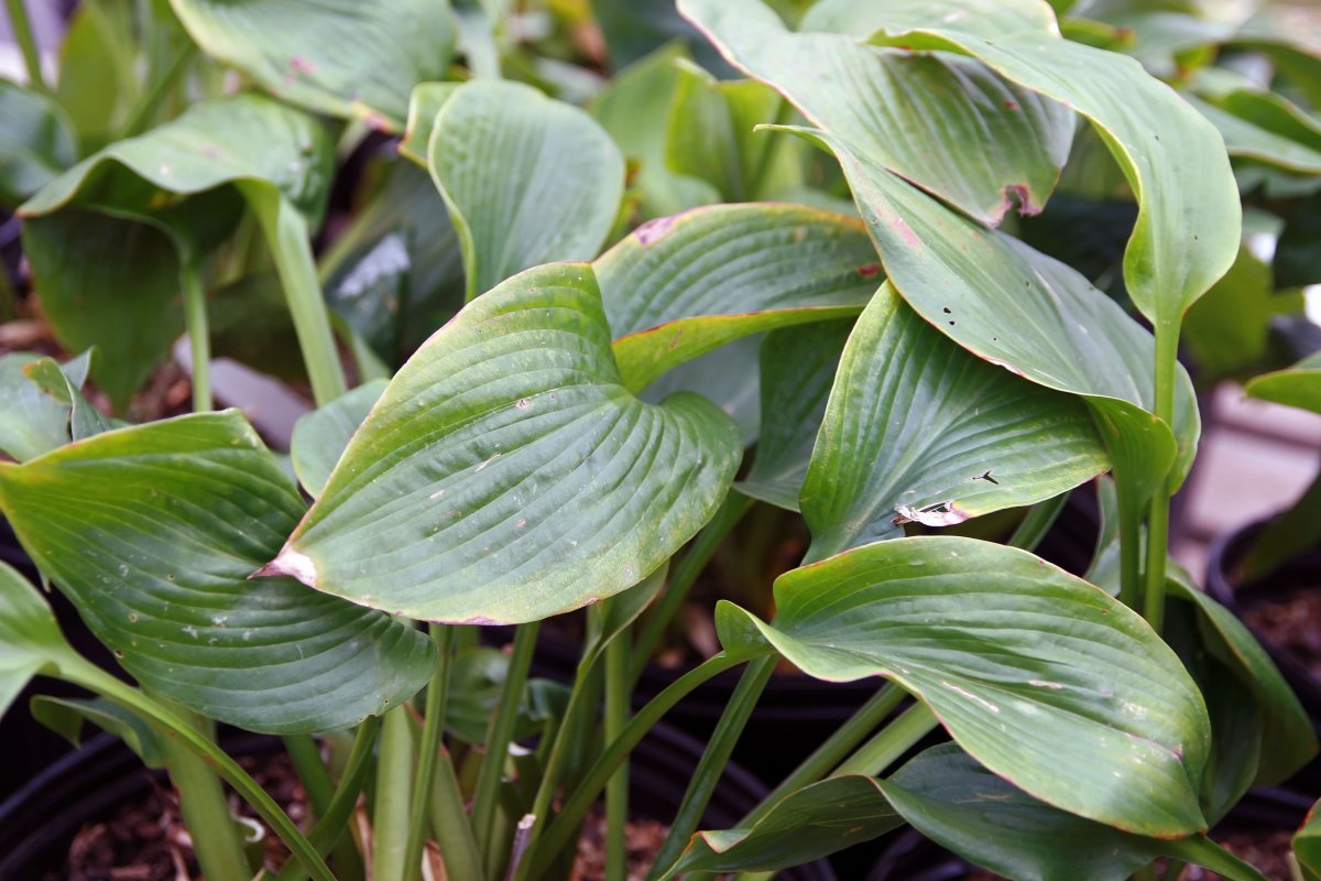 Хоста Элеганс - фото 2